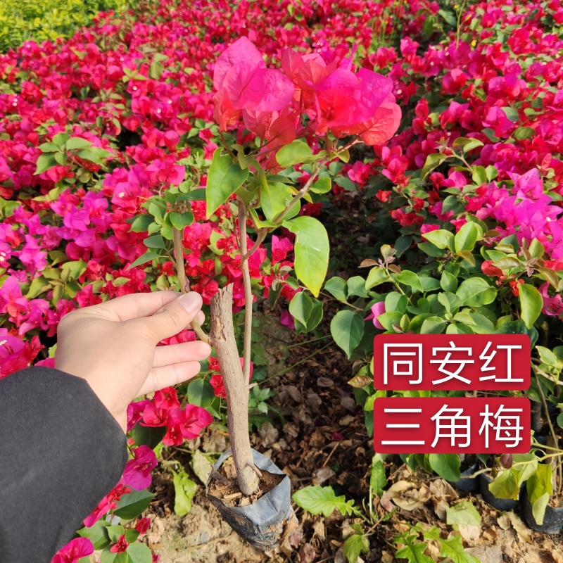 红花三角梅同安红潮州红大红水红四季红三角梅基地