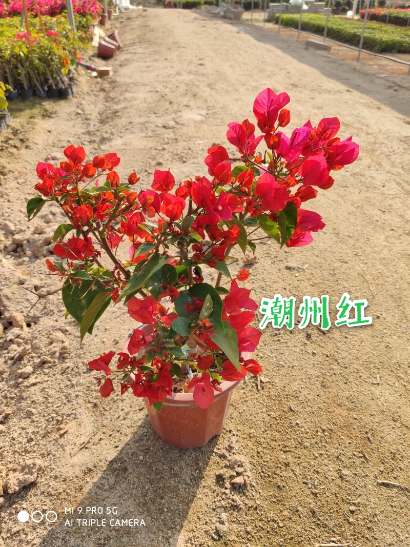 红花三角梅同安红潮州红大红水红四季红三角梅基地