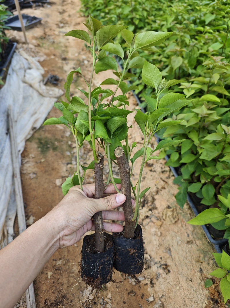 红花三角梅同安红潮州红大红水红四季红三角梅基地