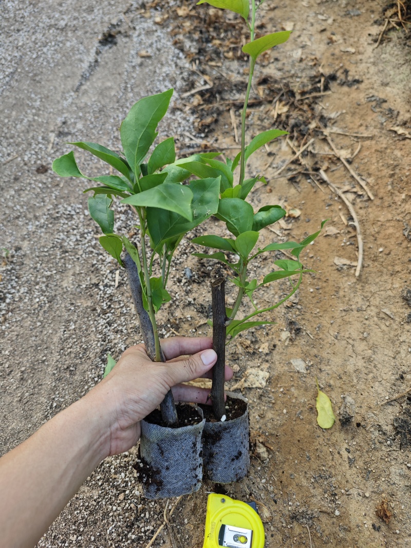 红花三角梅同安红潮州红大红水红四季红三角梅基地