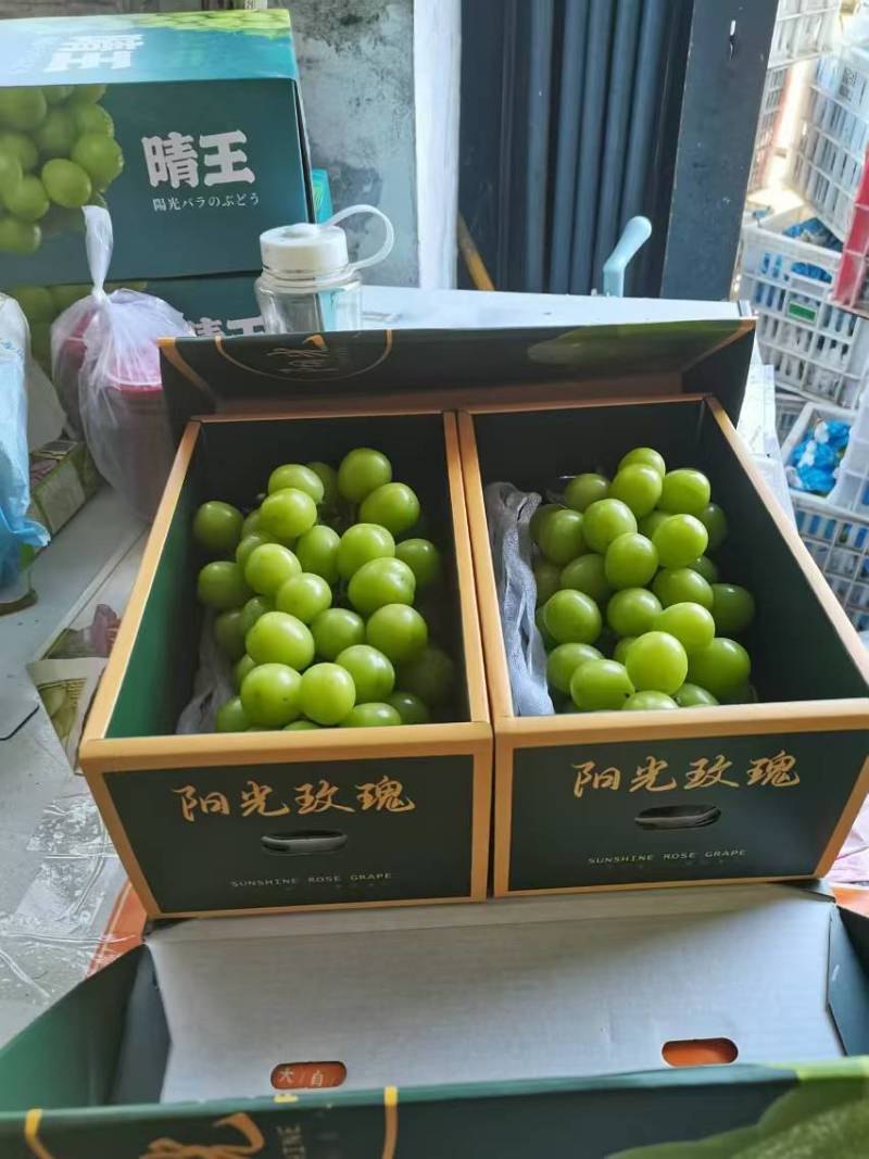 〔实力代收〕阳光玫瑰，山东阳光玫瑰精品好货现摘现发货可代