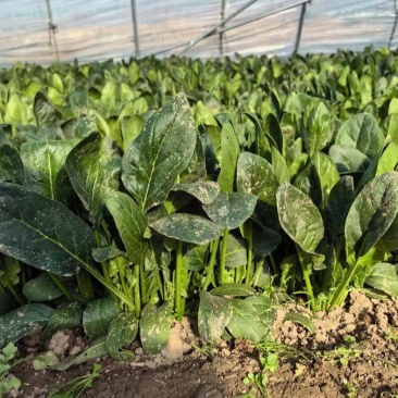 黑牛3号营养菠菜种子大椭圆叶墨绿色厚肉菠菜种籽秋冬季菠菜