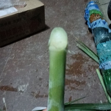 新鲜牧草叶子。
