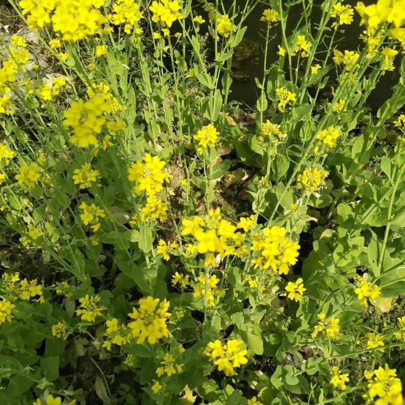 嘉油999油菜种子矮杆抗倒伏四川杂交黑油菜种籽中熟油菜籽