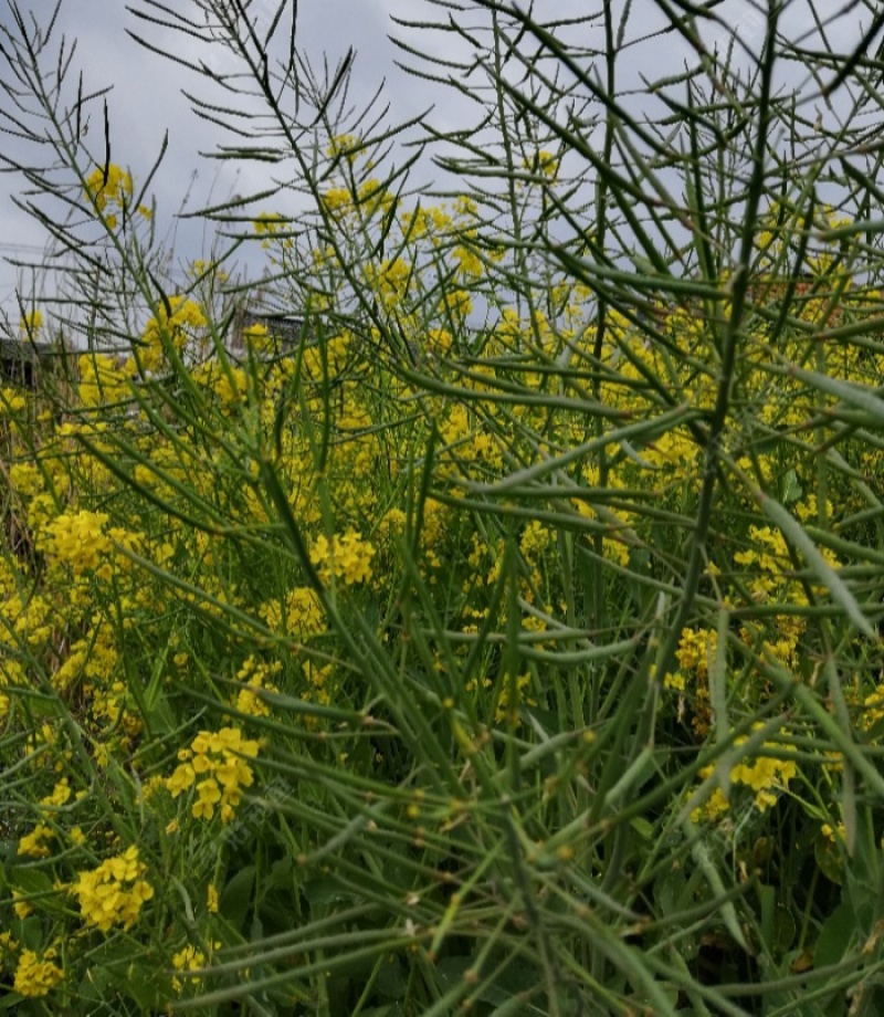 嘉油999油菜种子矮杆抗倒伏四川杂交黑油菜种籽中熟油菜籽