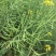 嘉油999油菜种子矮杆抗倒伏四川杂交黑油菜种籽中熟油菜籽