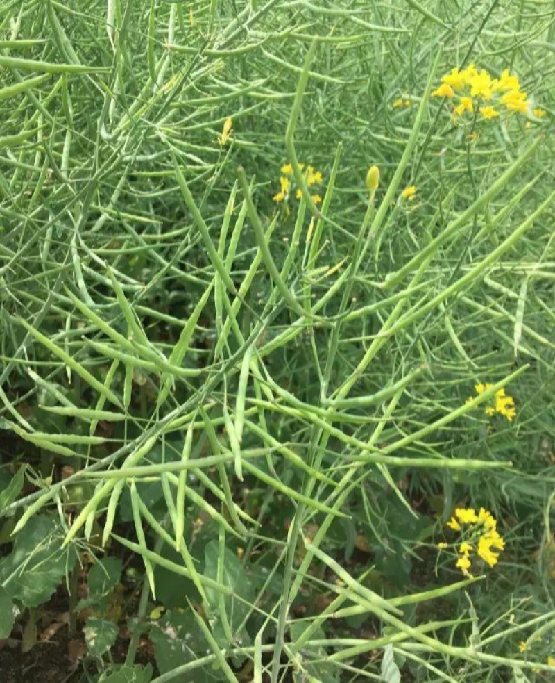 嘉油999油菜种子矮杆抗倒伏四川杂交黑油菜种籽中熟油菜籽