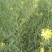 嘉油999油菜种子矮杆抗倒伏四川杂交黑油菜种籽中熟油菜籽