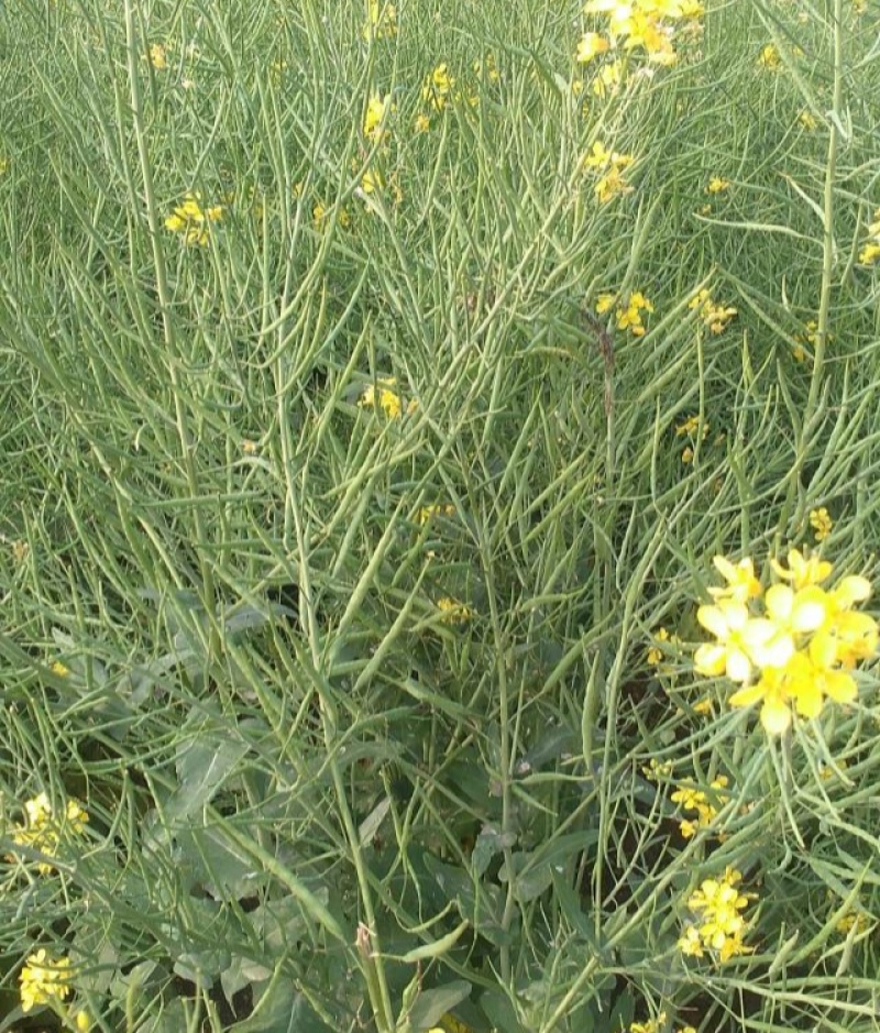 嘉油999油菜种子矮杆抗倒伏四川杂交黑油菜种籽中熟油菜籽