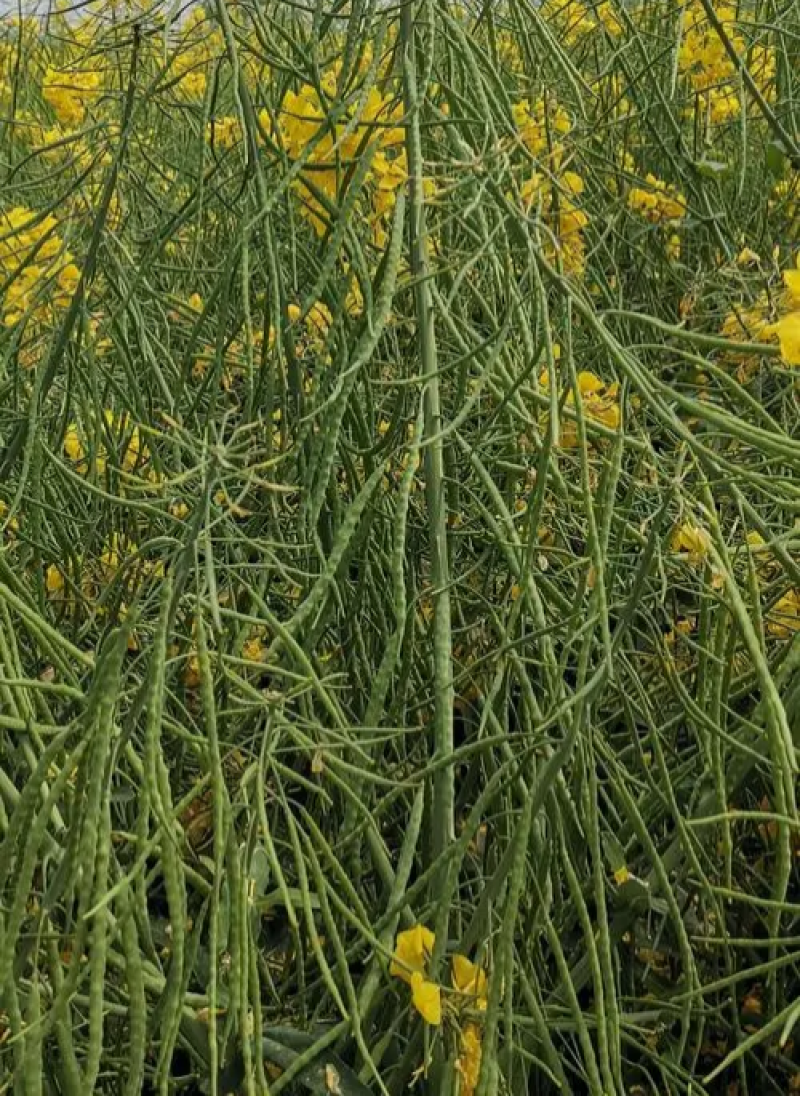 嘉油999油菜种子矮杆抗倒伏四川杂交黑油菜种籽中熟油菜籽