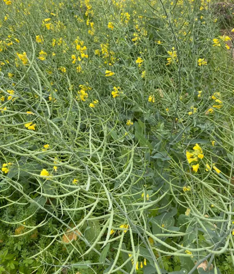 嘉油999油菜种子矮杆抗倒伏四川杂交黑油菜种籽中熟油菜籽