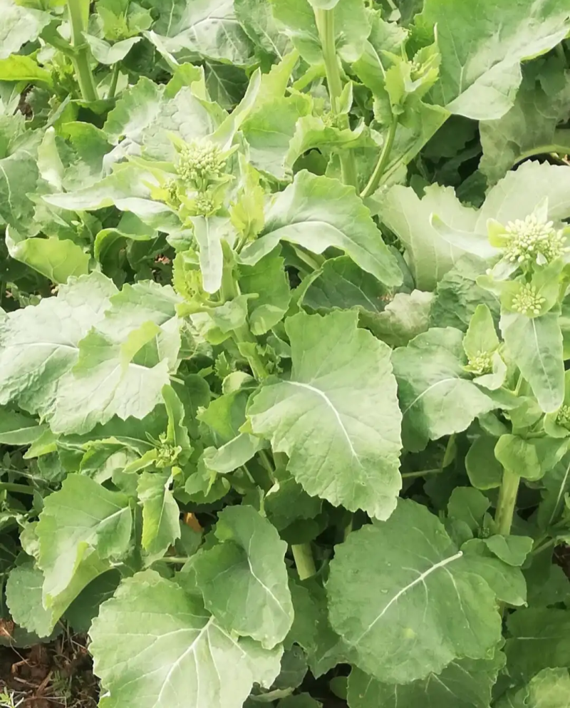 嘉油999油菜种子矮杆抗倒伏四川杂交黑油菜种籽中熟油菜籽