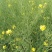 嘉油999油菜种子矮杆抗倒伏四川杂交黑油菜种籽中熟油菜籽