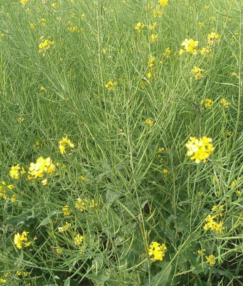嘉油999油菜种子矮杆抗倒伏四川杂交黑油菜种籽中熟油菜籽
