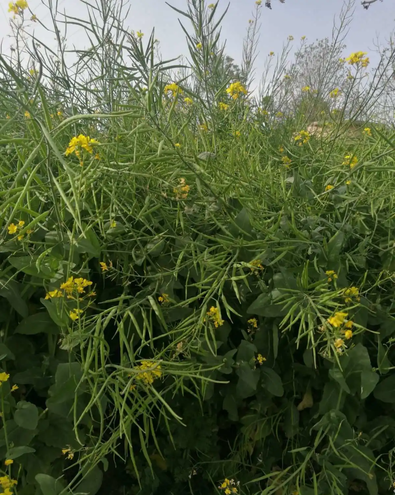 嘉油999油菜种子矮杆抗倒伏四川杂交黑油菜种籽中熟油菜籽