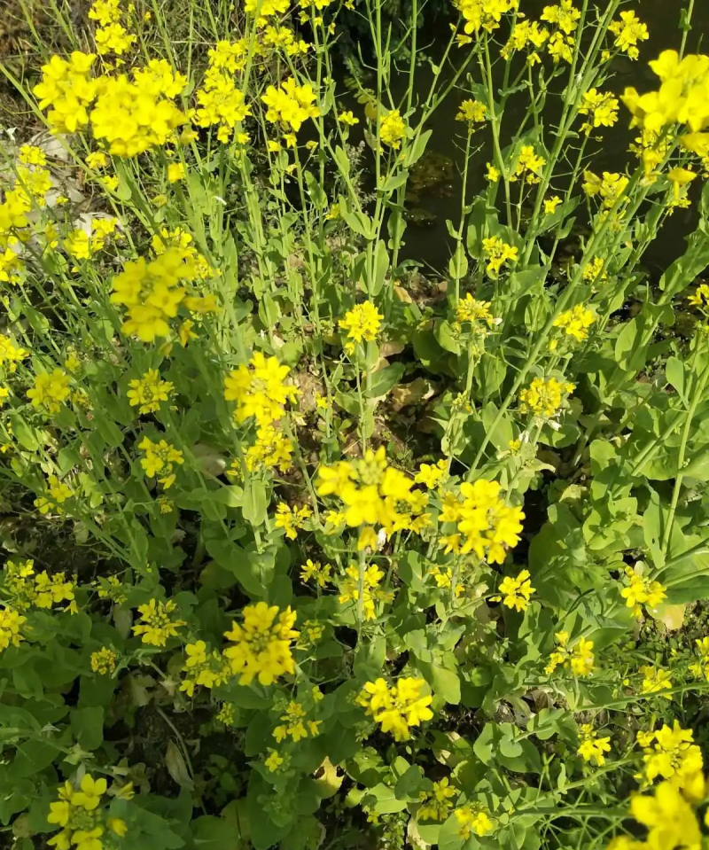 嘉油999油菜种子矮杆抗倒伏四川杂交黑油菜种籽中熟油菜籽