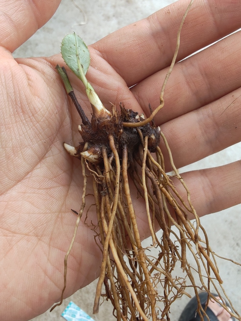 苍术苗，北苍术朱砂点二年苗，又叫枪头菜，保纯欢迎实地考察