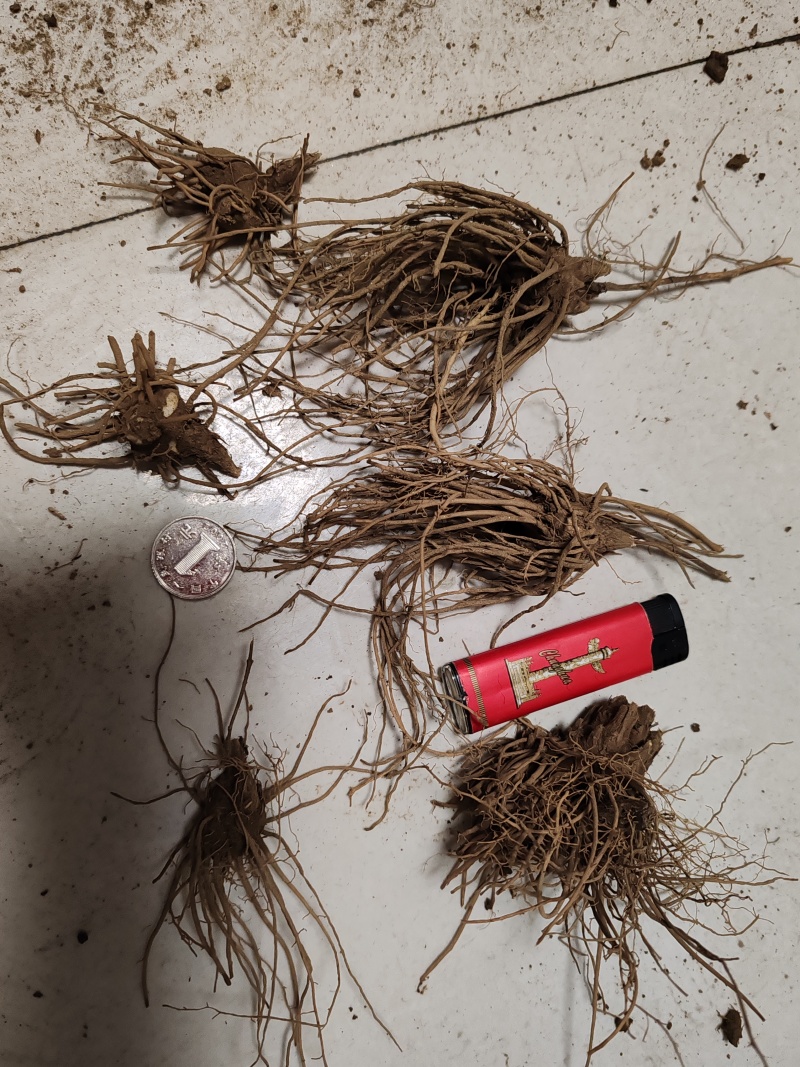 苍术苗，北苍术朱砂点二年苗，又叫枪头菜，保纯欢迎实地考察