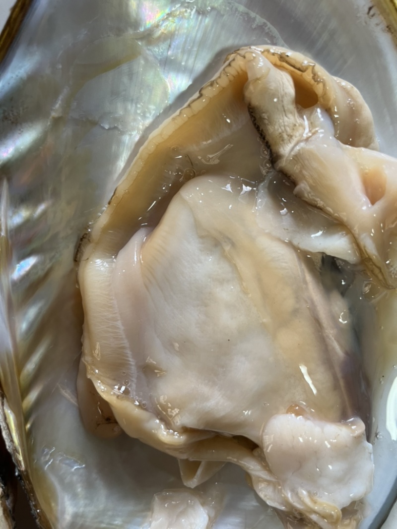 新鲜河蚌肉