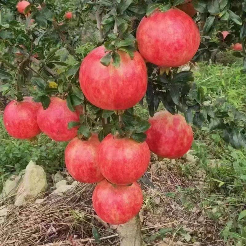 会理突尼斯软籽石榴
