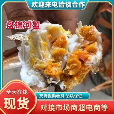 盘锦河蟹大螃蟹大量有货死蟹包赔售后有保证各种规格包肥包黄