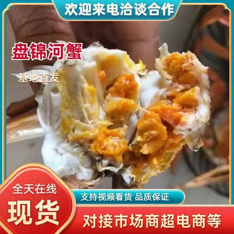 盘锦河蟹大螃蟹大量有货死蟹包赔售后有保证各种规格包肥包黄