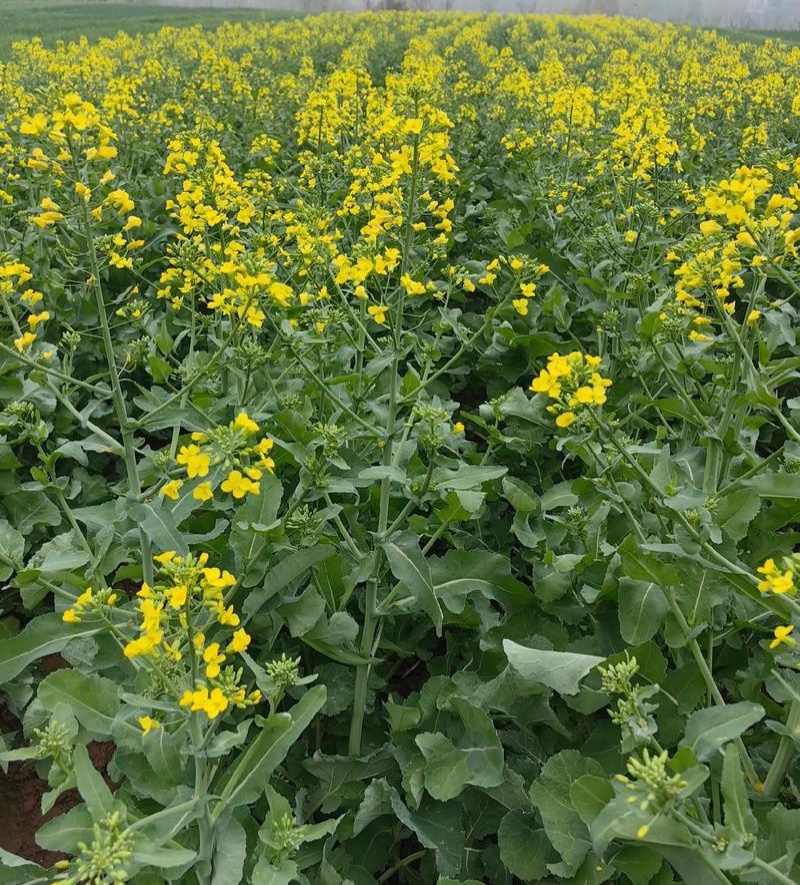 作油068油菜种子高油矮杆杂交甘蓝型黑油蔬菜种籽高产耐寒