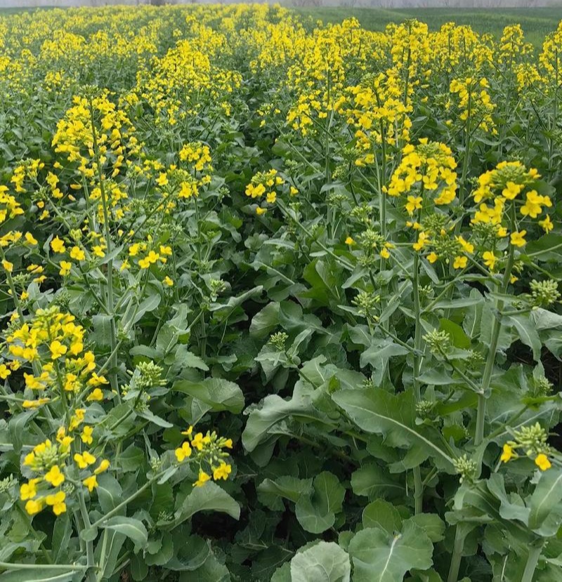 作油068油菜种子高油矮杆杂交甘蓝型黑油蔬菜种籽高产耐寒
