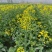 作油068油菜种子高油矮杆杂交甘蓝型黑油蔬菜种籽高产耐寒