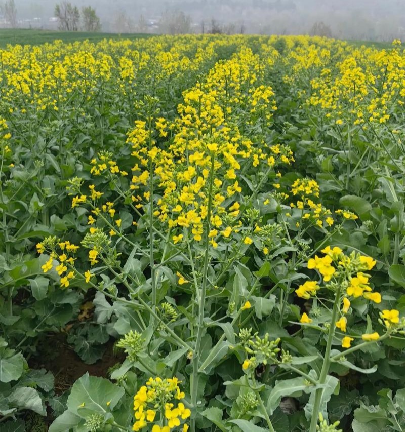 作油068油菜种子高油矮杆杂交甘蓝型黑油蔬菜种籽高产耐寒