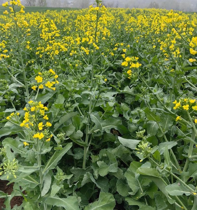 作油068油菜种子高油矮杆杂交甘蓝型黑油蔬菜种籽高产耐寒