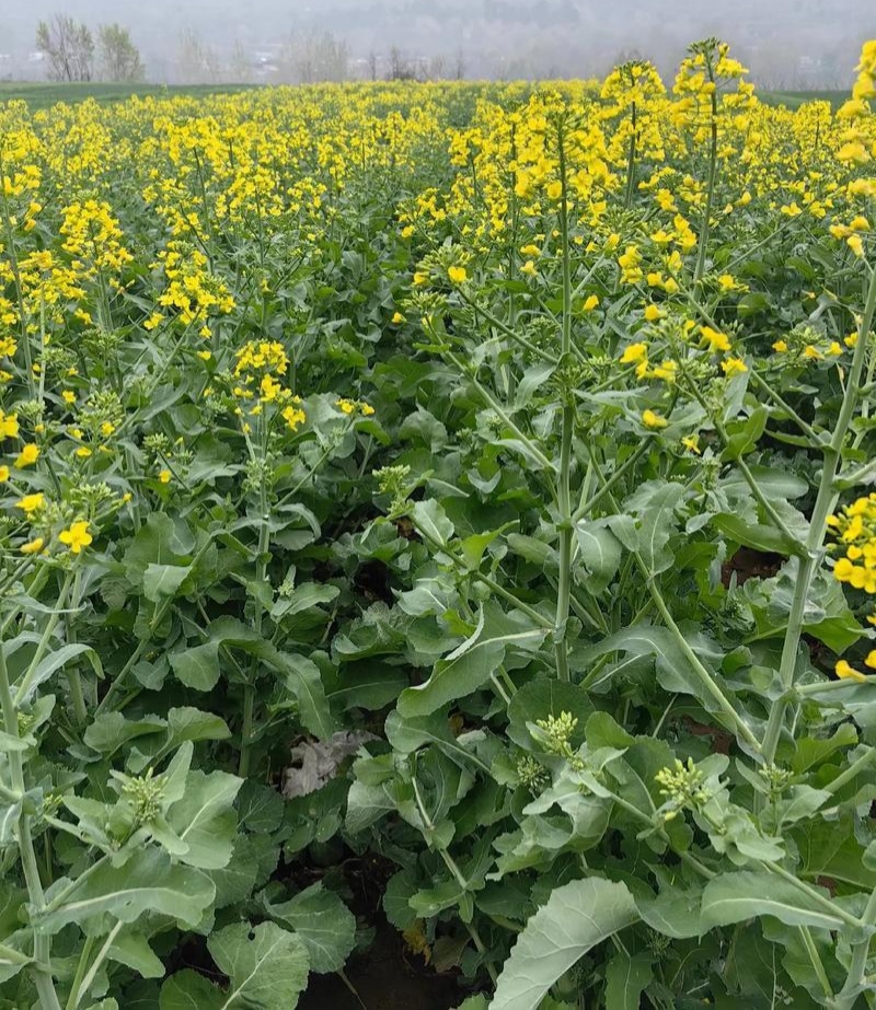 作油068油菜种子高油矮杆杂交甘蓝型黑油蔬菜种籽高产耐寒