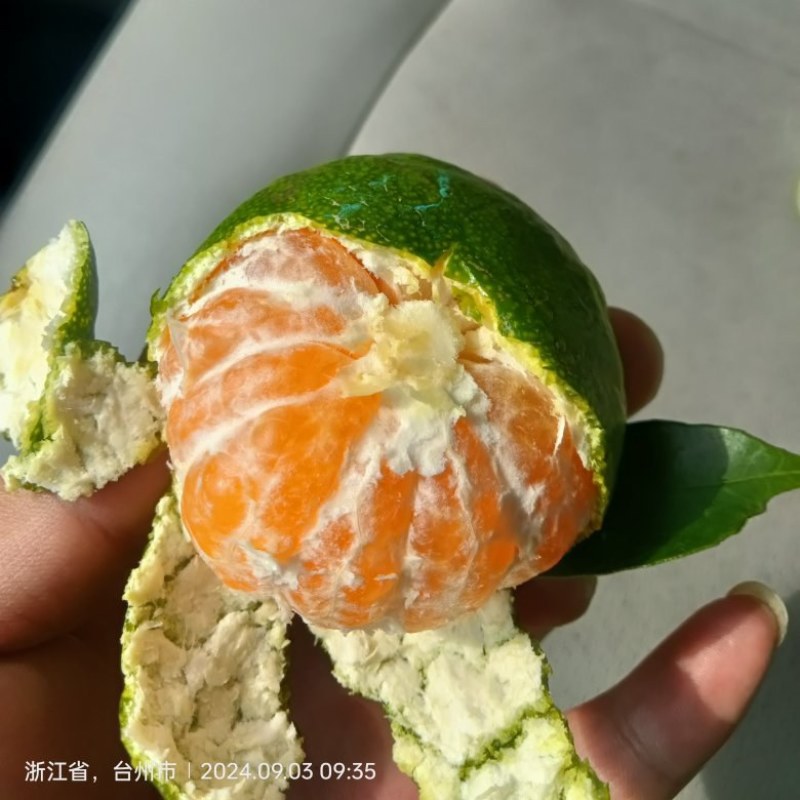 涌泉蜜橘