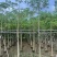 本地木棉5～20公分基地直发规格齐全质量优质