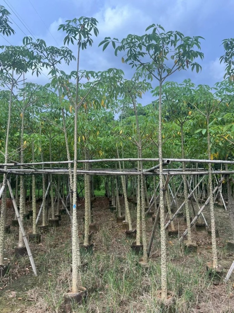 本地木棉5～20公分基地直发规格齐全质量优质