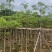 本地木棉5～20公分基地直发规格齐全质量优质