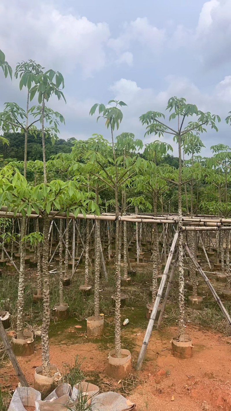 本地木棉5～20公分基地直发规格齐全质量优质