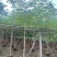 本地木棉5～20公分基地直发规格齐全质量优质