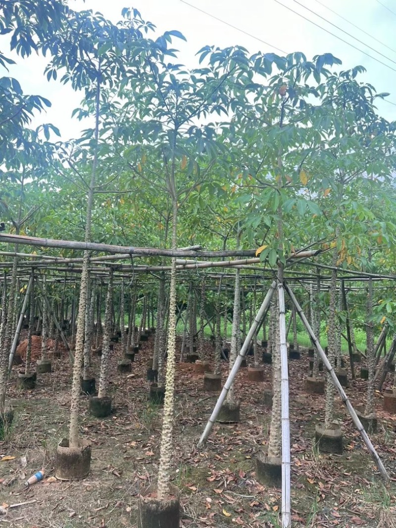 本地木棉5～20公分基地直发规格齐全质量优质