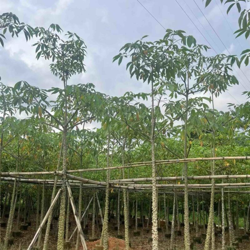 本地木棉5～20公分基地直发规格齐全质量优质