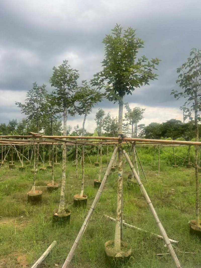 枫香5～10公分基地直发规格齐全质量优质