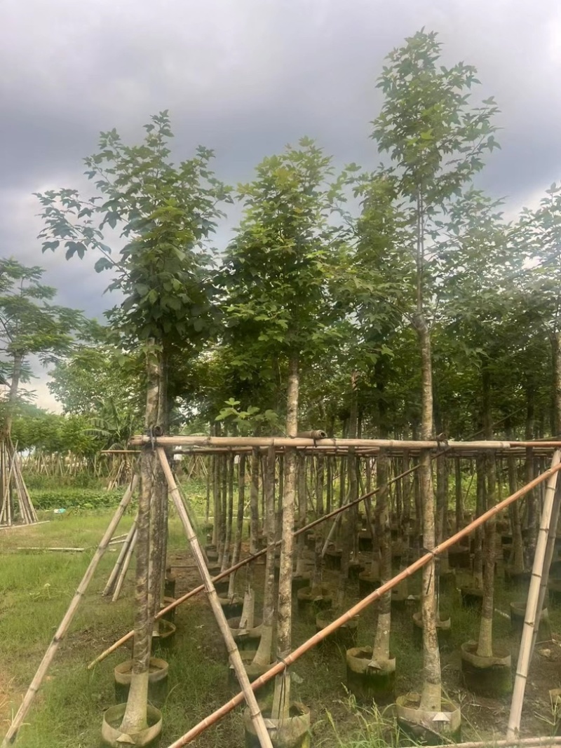 枫香5～10公分基地直发规格齐全质量优质