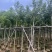 枫香5～10公分基地直发规格齐全质量优质