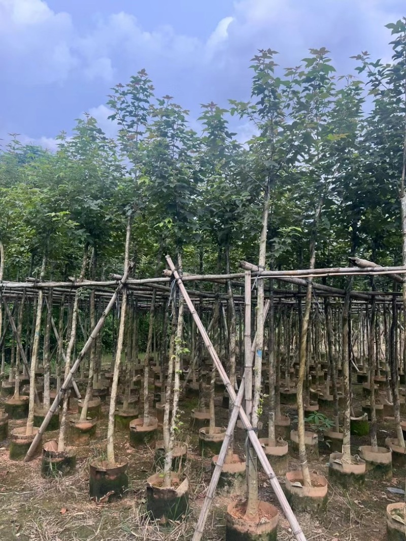 枫香5～10公分基地直发规格齐全质量优质