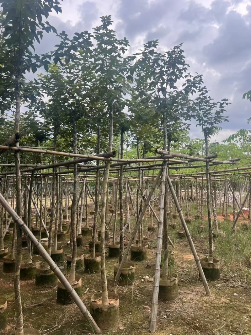 枫香5～10公分基地直发规格齐全质量优质