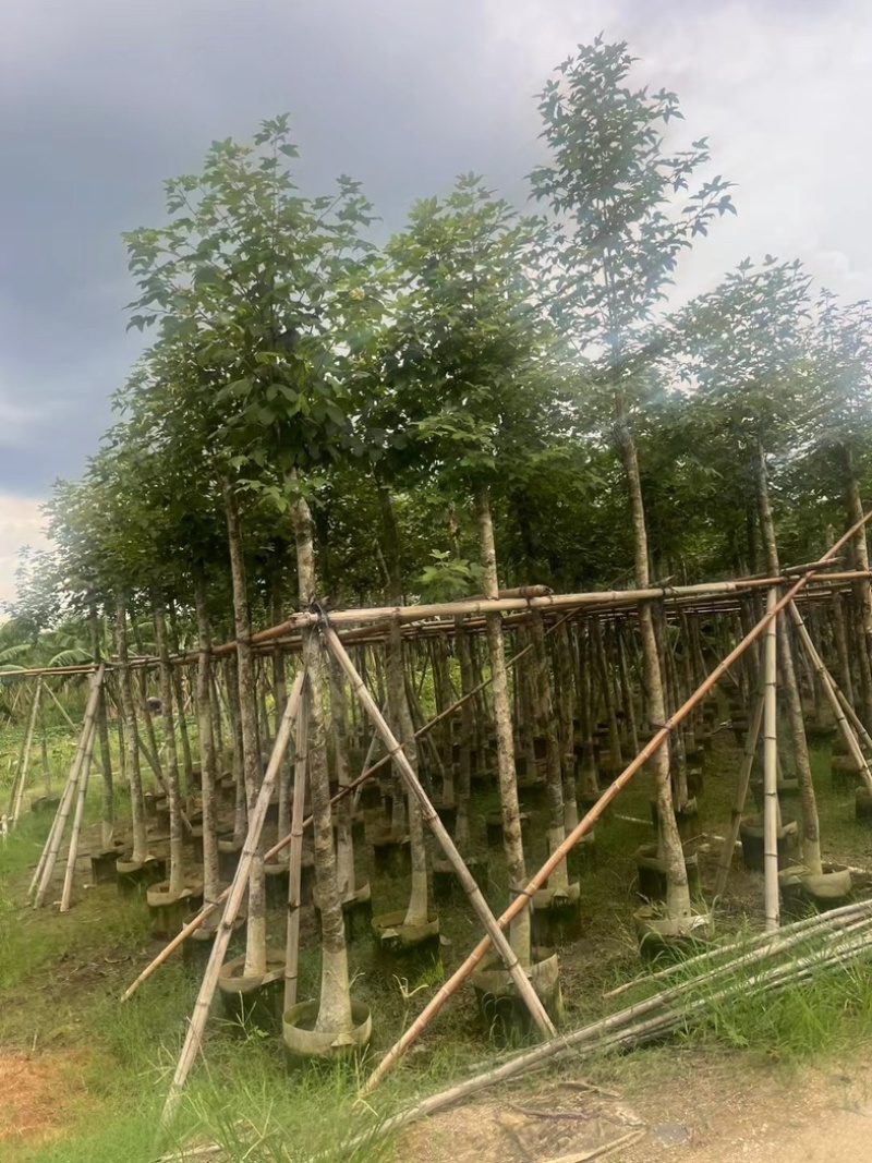 枫香5～10公分基地直发规格齐全质量优质