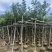 枫香5～10公分基地直发规格齐全质量优质