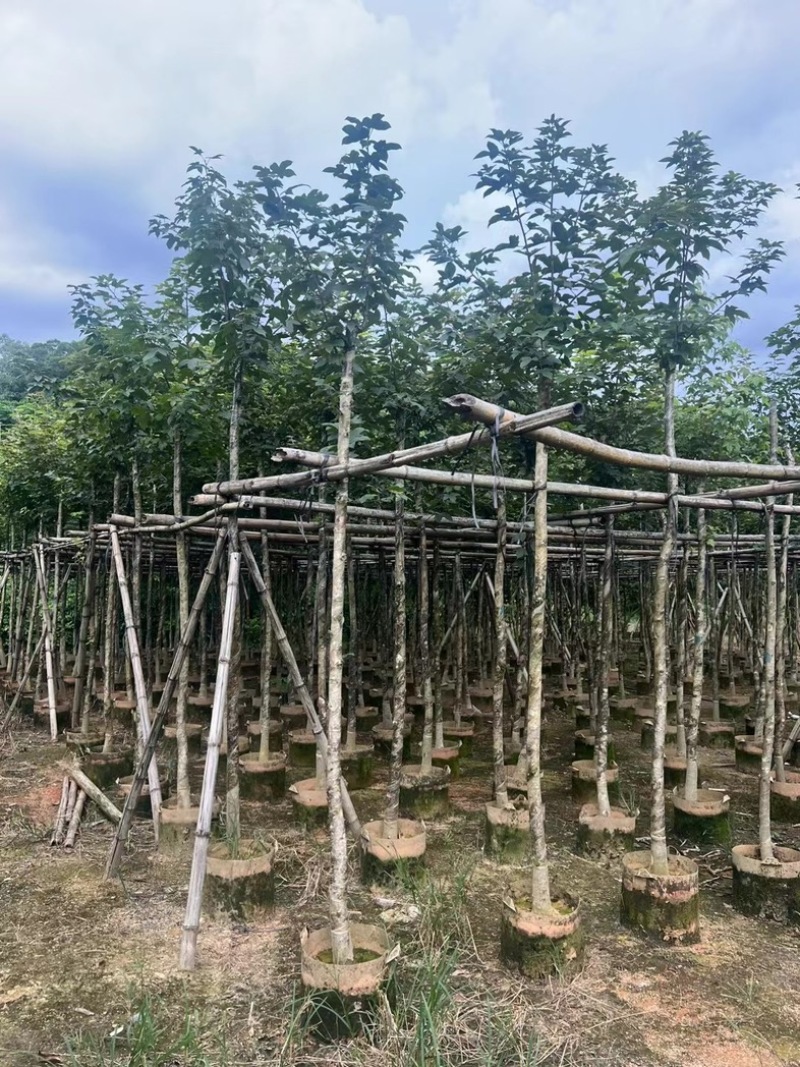 枫香5～10公分基地直发规格齐全质量优质