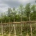 枫香5～10公分基地直发规格齐全质量优质