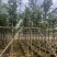 枫香5～10公分基地直发规格齐全质量优质